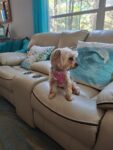 on couch