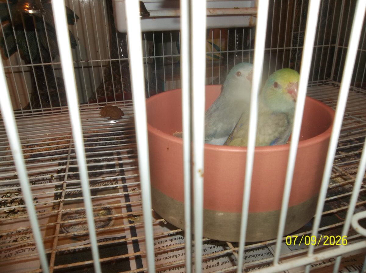 parrotlets today