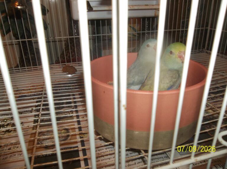 parrotlets today