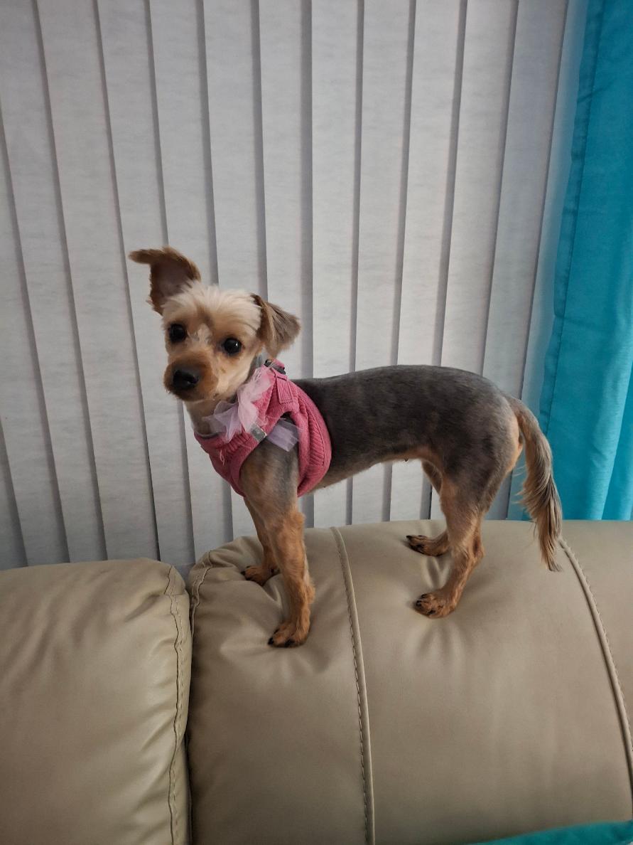 freshly groomed