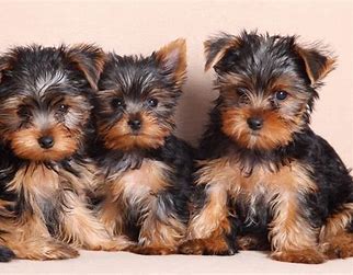 Yorkie puppies