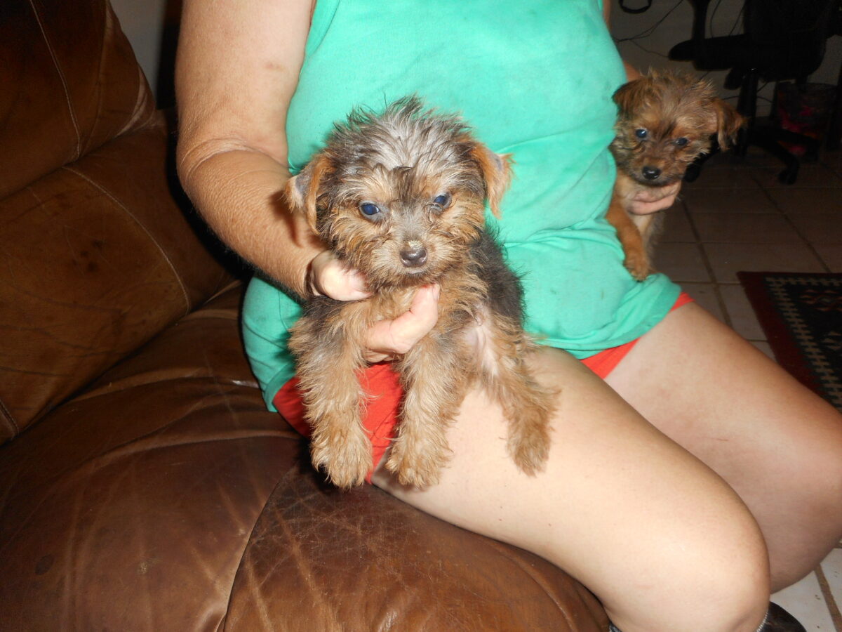purebred Yorkie