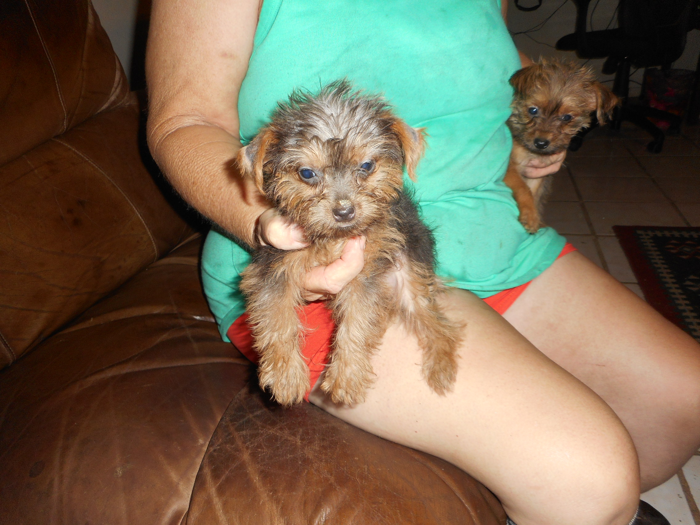 purebred Yorkie