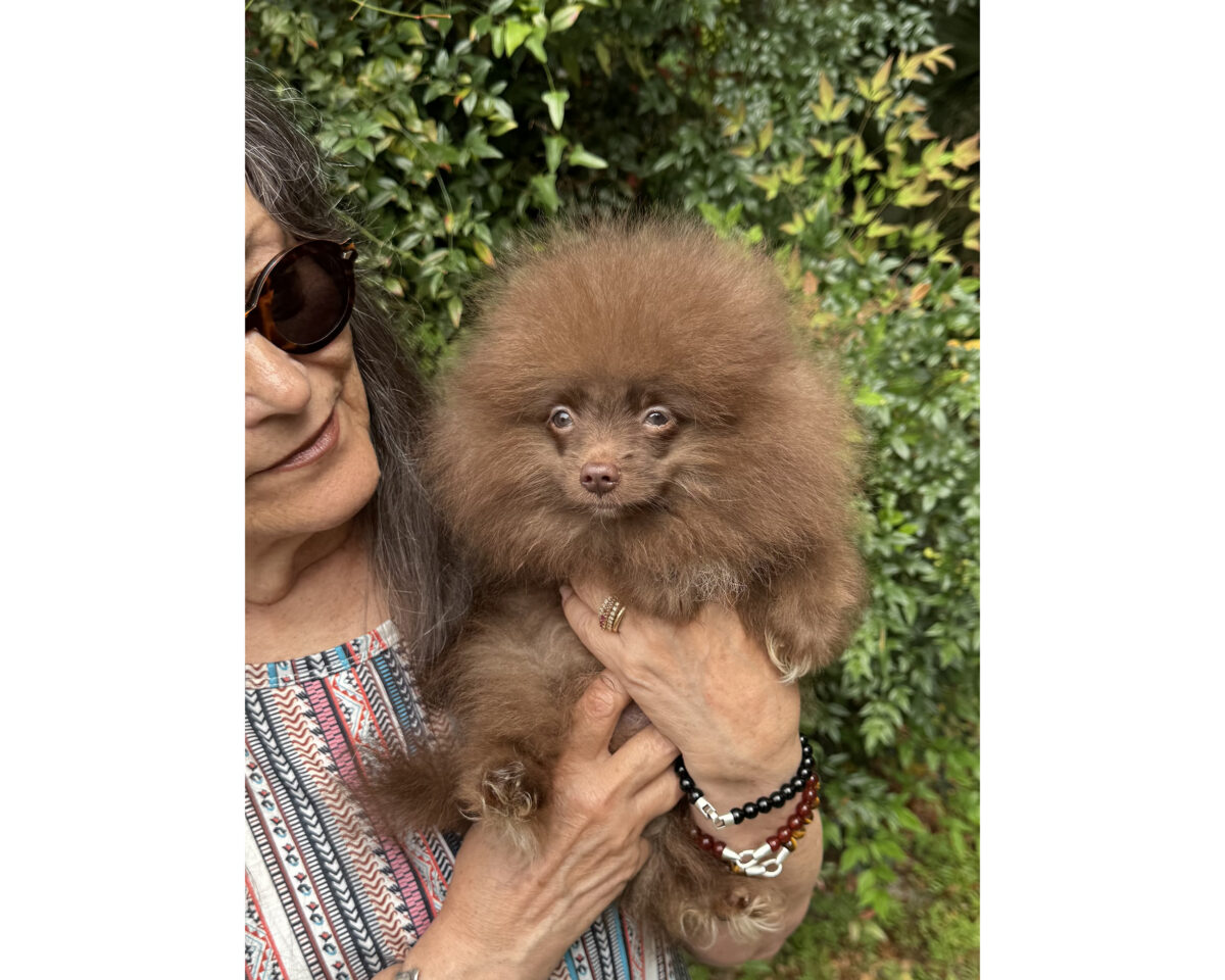 Pomeranian Boy Puppies