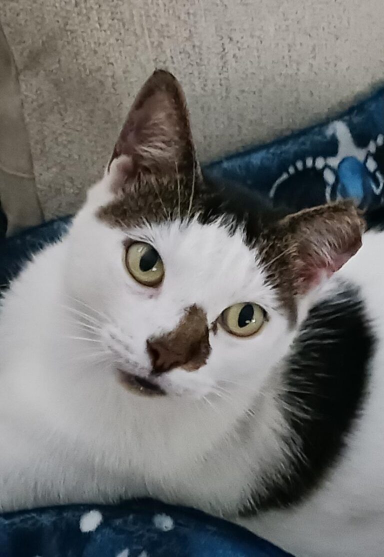 Kitty1