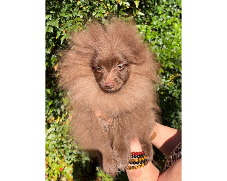 puppy_1