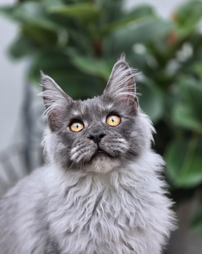 75260