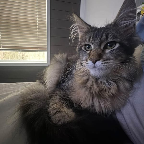 kitten-1