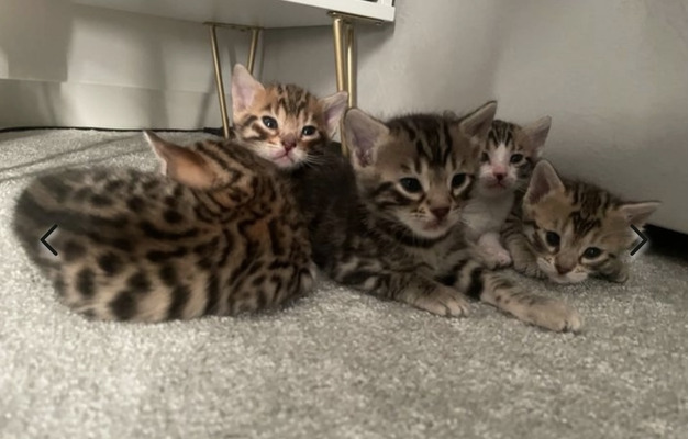 beautiful-bengal-kittens-for-sale-1508575
